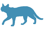 кошка.png